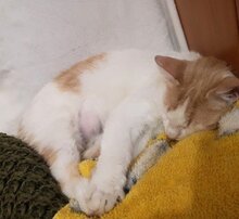 BLONDA, Katze, Europäisch Kurzhaar in Ottobrunn - Bild 2