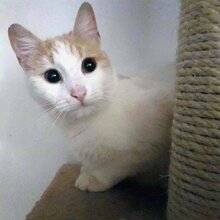 BLONDA, Katze, Europäisch Kurzhaar in Ottobrunn - Bild 3