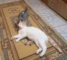 BLONDA, Katze, Europäisch Kurzhaar in Ottobrunn - Bild 4