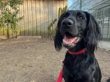 MILA, Hund, Irish Setter-Mix in Hamburg