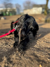 MILA, Hund, Irish Setter-Mix in Hamburg - Bild 10