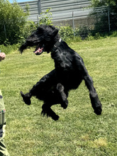 MILA, Hund, Irish Setter-Mix in Hamburg - Bild 11