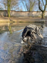MILA, Hund, Irish Setter-Mix in Hamburg - Bild 12