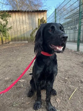 MILA, Hund, Irish Setter-Mix in Hamburg - Bild 3