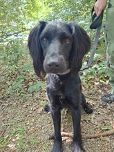 MILA, Hund, Irish Setter-Mix in Hamburg - Bild 4