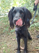 MILA, Hund, Irish Setter-Mix in Hamburg - Bild 5