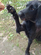 MILA, Hund, Irish Setter-Mix in Hamburg - Bild 6