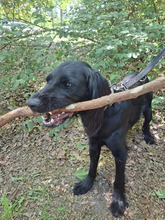 MILA, Hund, Irish Setter-Mix in Hamburg - Bild 7