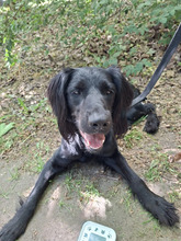 MILA, Hund, Irish Setter-Mix in Hamburg - Bild 8