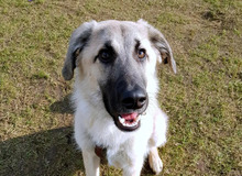 ODIN, Hund, Mischlingshund in Hamburg