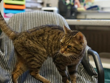 OLAF, Katze, Europäisch Kurzhaar in Hamburg - Bild 2