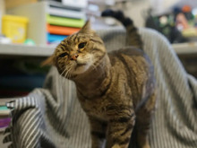 OLAF, Katze, Europäisch Kurzhaar in Hamburg - Bild 3