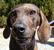 LILIANA, Hund, Mischlingshund in Zypern