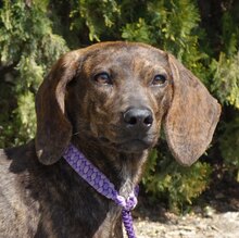 LILIANA, Hund, Mischlingshund in Zypern - Bild 2