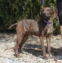 LILIANA, Hund, Mischlingshund in Zypern - Bild 3