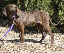 LILIANA, Hund, Mischlingshund in Zypern - Bild 4