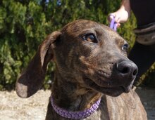 LILIANA, Hund, Mischlingshund in Zypern - Bild 5