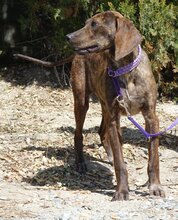 LILIANA, Hund, Mischlingshund in Zypern - Bild 6