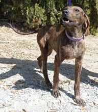 LILIANA, Hund, Mischlingshund in Zypern - Bild 7