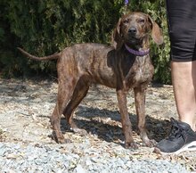 LILIANA, Hund, Mischlingshund in Zypern - Bild 8