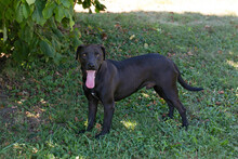 LEMMY, Hund, American Staffordshire Terrier-Mix in Kroatien - Bild 1