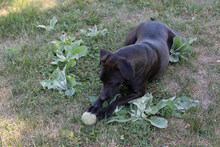 LEMMY, Hund, American Staffordshire Terrier-Mix in Kroatien - Bild 2