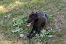 LEMMY, Hund, American Staffordshire Terrier-Mix in Kroatien - Bild 3