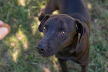 LEMMY, Hund, American Staffordshire Terrier-Mix in Kroatien - Bild 4