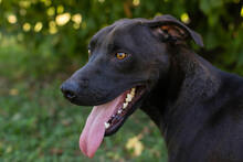 LEMMY, Hund, American Staffordshire Terrier-Mix in Kroatien - Bild 5