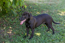 LEMMY, Hund, American Staffordshire Terrier-Mix in Kroatien - Bild 6