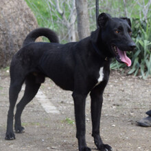 LACY, Hund, Mischlingshund in Ungarn - Bild 3