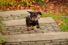 LILLY, Hund, Mischlingshund in Lohmar - Bild 1