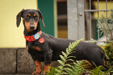 LILLY, Hund, Mischlingshund in Lohmar - Bild 2