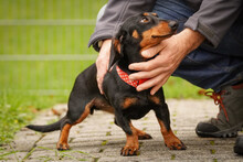 LILLY, Hund, Mischlingshund in Lohmar - Bild 3