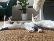 CHUCK, Katze, Europäisch Kurzhaar in Münster - Bild 2