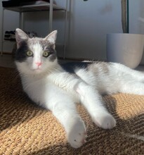 CHUCK, Katze, Europäisch Kurzhaar in Münster - Bild 3