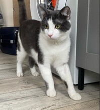 CHUCK, Katze, Europäisch Kurzhaar in Münster - Bild 4