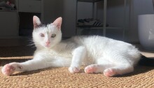 CHUCK, Katze, Europäisch Kurzhaar in Münster - Bild 5