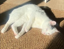 CHUCK, Katze, Europäisch Kurzhaar in Münster - Bild 6