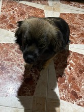 FIENCHEN, Hund, Mischlingshund in Rumänien