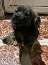 FIENCHEN, Hund, Mischlingshund in Rumänien - Bild 3