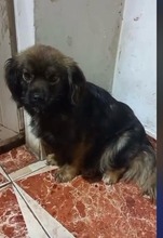 FIENCHEN, Hund, Mischlingshund in Rumänien - Bild 4