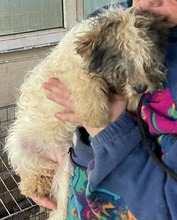 MILA, Hund, Mischlingshund in Rumänien - Bild 2