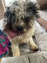 MILA, Hund, Mischlingshund in Rumänien - Bild 3