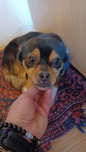 AMELIE, Hund, Mischlingshund in Rumänien