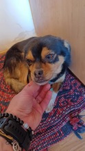 AMELIE, Hund, Mischlingshund in Rumänien - Bild 2