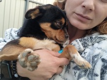 AMELIE, Hund, Mischlingshund in Rumänien - Bild 3