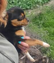 AMELIE, Hund, Mischlingshund in Rumänien - Bild 4