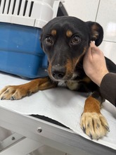 EMMA, Hund, Mischlingshund in Rumänien