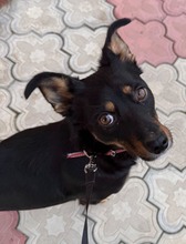 EMMA, Hund, Mischlingshund in Rumänien - Bild 2